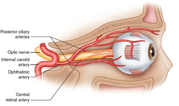 Ophthalmic Artery - Stepwards