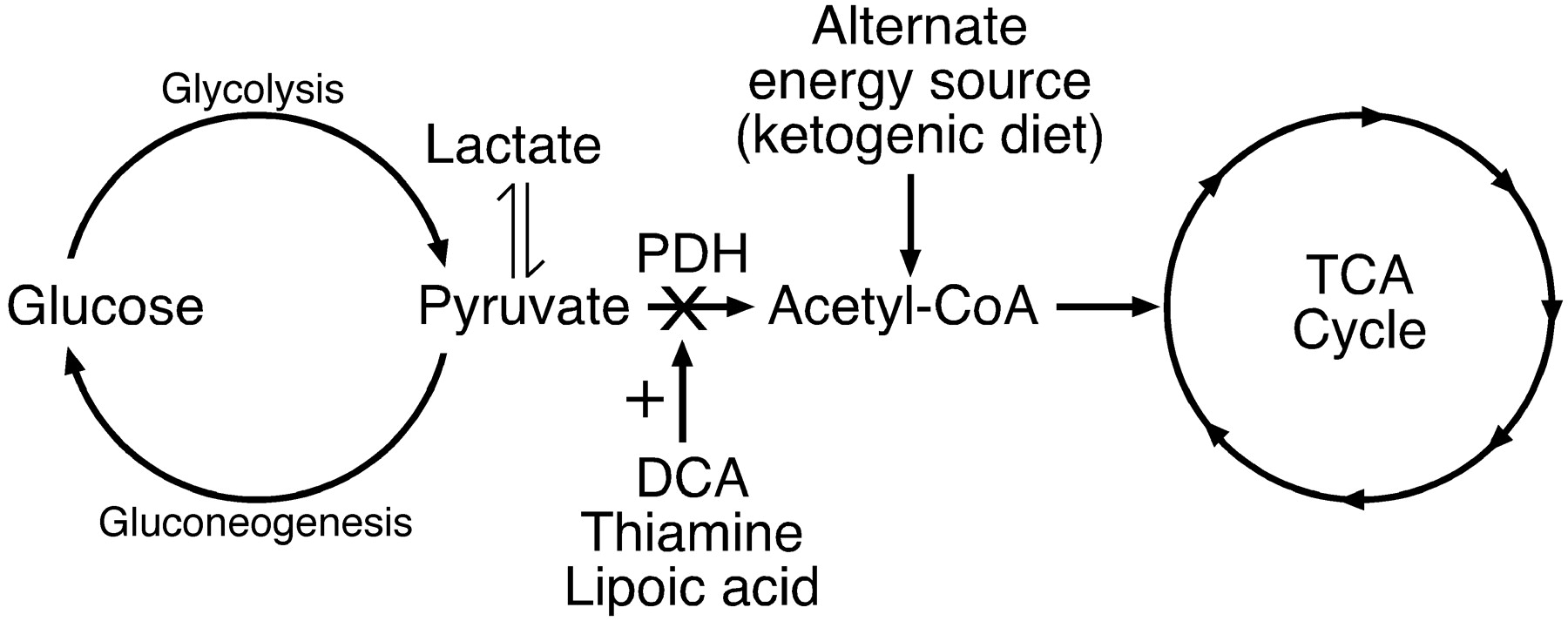 Pyruvate dehydrogenase requires thiamine for activation, and itself is required for glucose metabolism. Without its activity pyruvate is used for lactic acid fermentation (source)