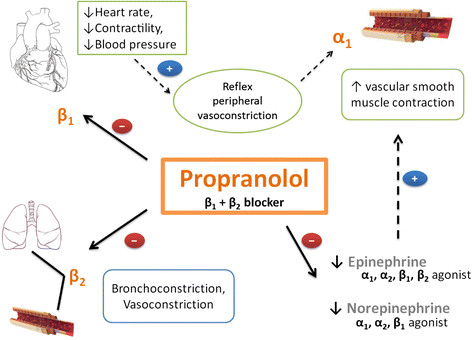 Simplified overview of propranolol mechanism of action in the body (source) 