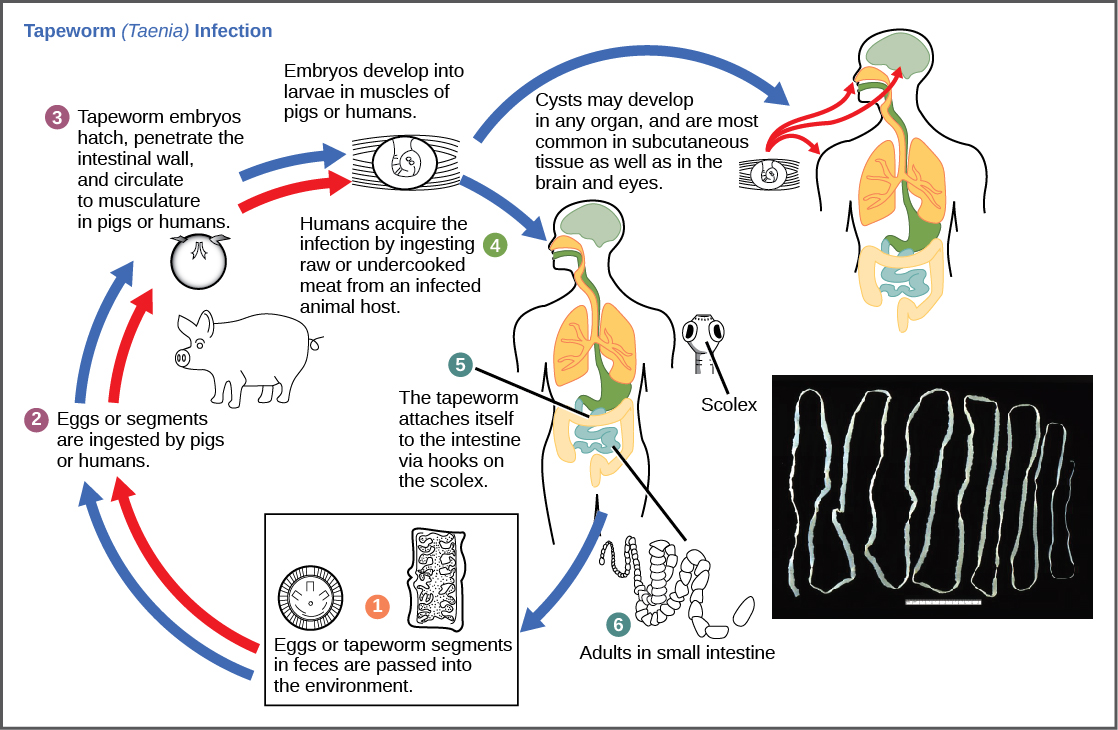 Life cycle of the tapeworm (source)
