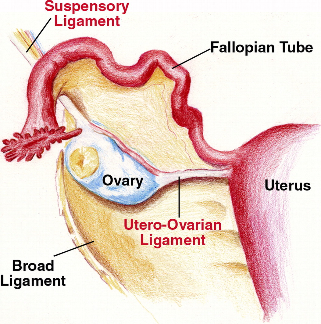 Anatomical location of the utero-ovarian ligament (source)