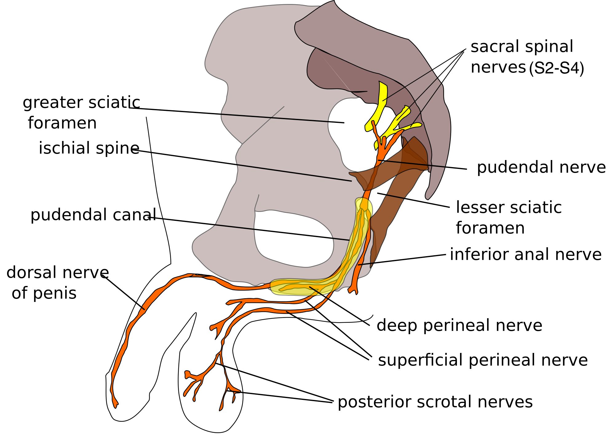 Anatomical path of pudendal nerve (source) 