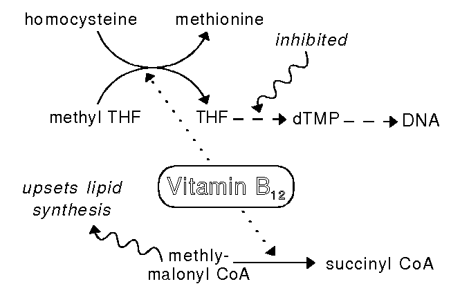 Vitamin B12 is responsible for converting both homcystine and methyl malonic acid (methylmalonyl -CoA is methylmalonic acid with an added coenzyme A) to other compounds. This is why both of these compounds will increase in the serum of patients with vitamin B12 deficiency (source)
