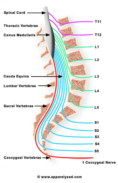 Anatomical location of the caudal equina (source) 