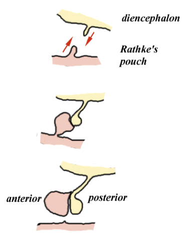 Rathke's pouch ultimately gives rise to the anterior pituitary (source)