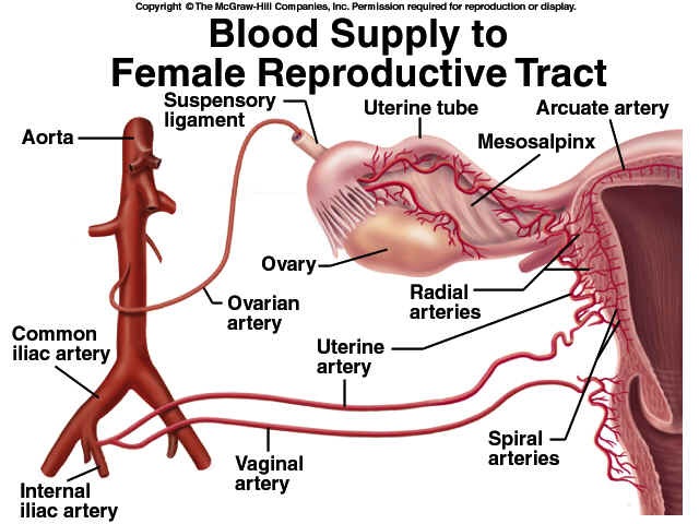 Anatomical location/path of the ovarian artery (source). 