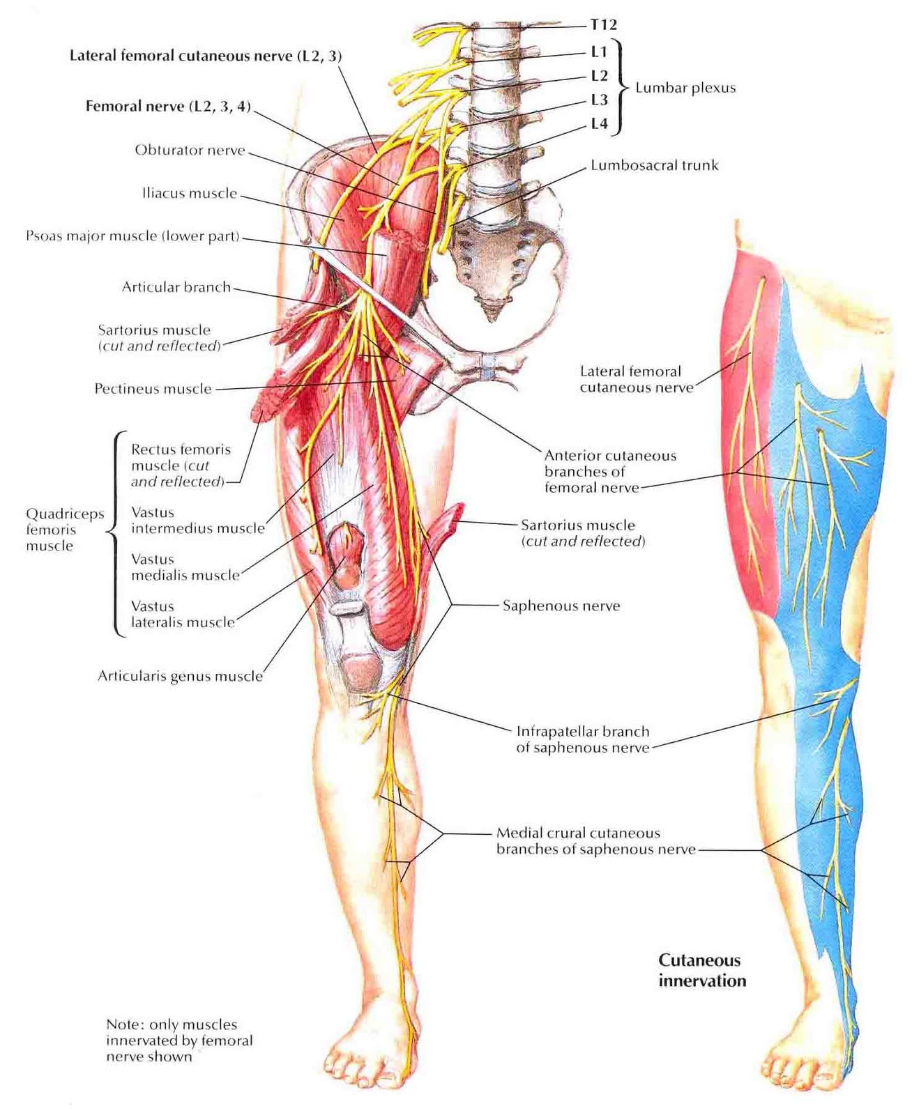 Anatomical location of the femoral nerve (source)