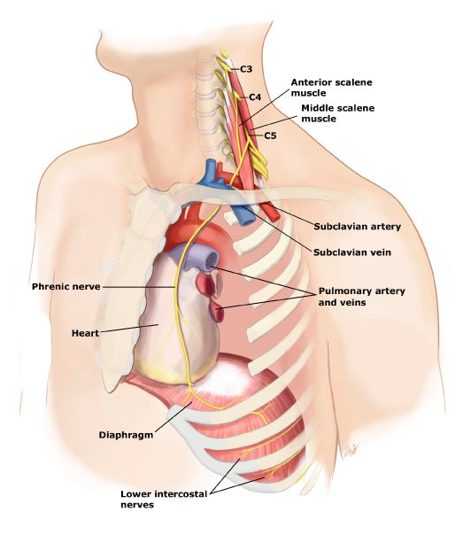 Anatomical location and path of the phrenic nerve (source) 