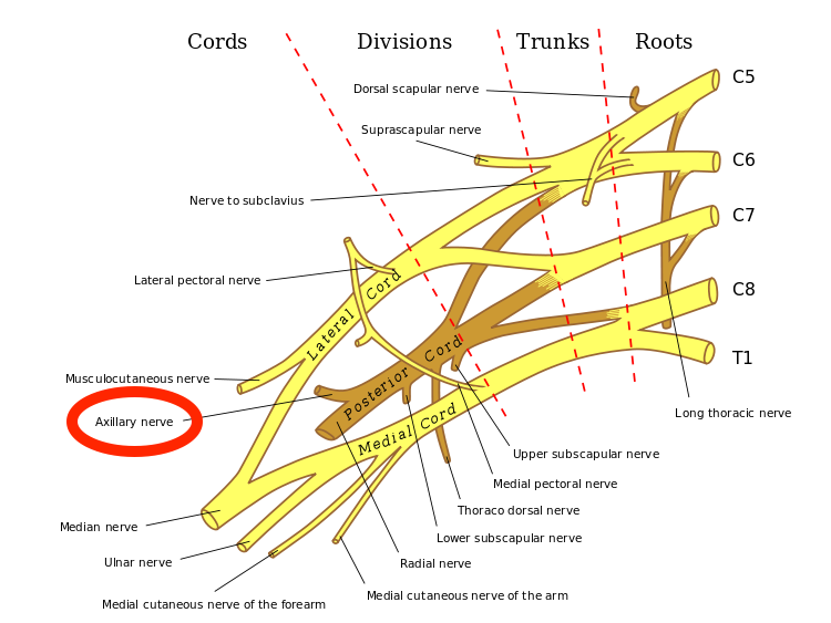 Anatomical location of the axillary nerve relative to the brachial plexus (source) 