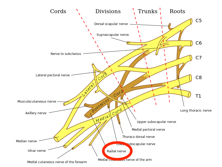 Location of radial nerve in the brachial plexus (source) 