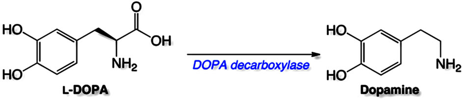 L-dopa is a dopamine precursor that can be converted in the CNS to dopamine (source)