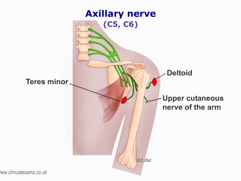 The axillary nerve will innervate structures of the upper arm (source) 