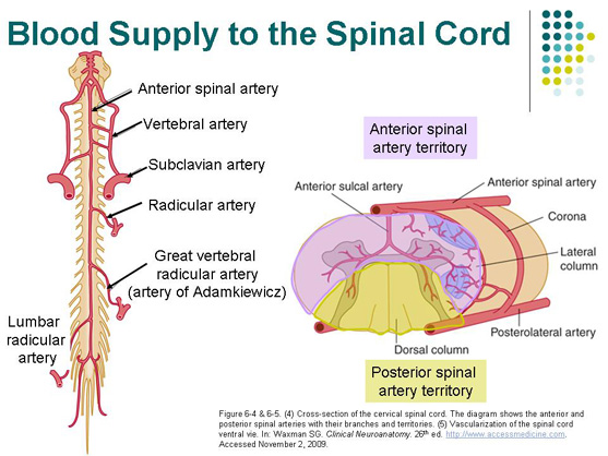 Anatomical location of the anterior spinal artery (source) 