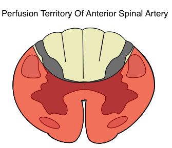 Most everything in the spinal cord is perfused by the anterior spinal artery except the dorsal columns (source)