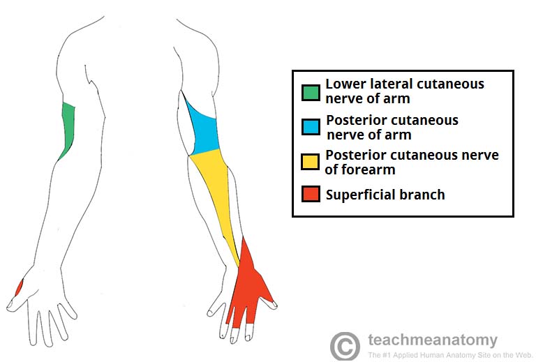Sensory innervation of the arm by the radial nerve (source)