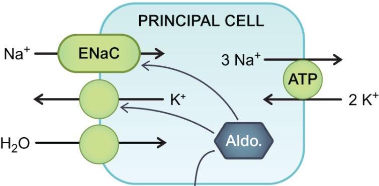 While the details of renal electrolyte balance can become more convoluted then the nephron tubules themselves, it is important to not allow these details to cloud our comprehension! Fundamentally it is the ENaC channel that plays a huge role in promoting the renal excretion of potassium out of the body (source)