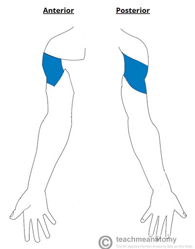 Pattern of radial nerve sensory innervation (source)