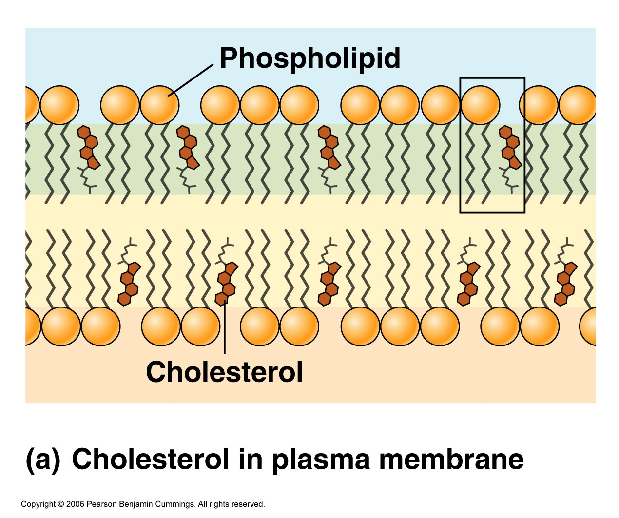 Cholesterol is an essential component of human cell membranes (source)