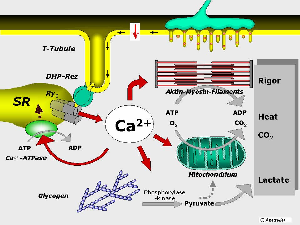 Increased ATP consumption by the muscles is ultimately the cause of malignant hyperthermia (source)