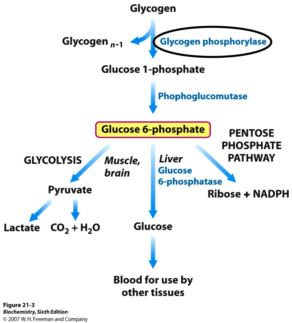 In McArdle disease the glycogen phosphorylase found in muscles (myophosphorylase) is deficient. This will prevent the breakdown and utilization of glycogen in muscles (source) 