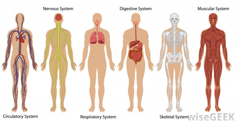 When building the differential for abdominal pain we can organize it by organ system (source)