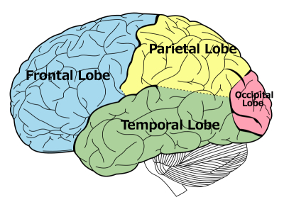 Most focal seizures will originate in the medial aspect of the temporal lobe (source)