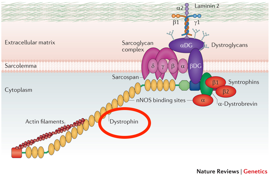 The dystrophin protein is responsible for attaching muscle actin filaments to the ECM. The loss of this attachment leads to muscle necrosis (source) 