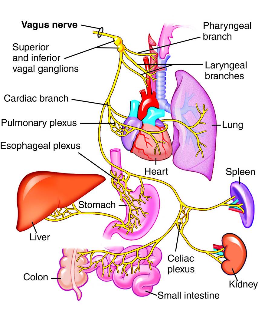 In vasovagal syncope the vagus nerve will cause an abrupt vasodilation in the affected patient. This in turn will decrease arterial blood pressure, reducing perfusion of blood to the brain (source)