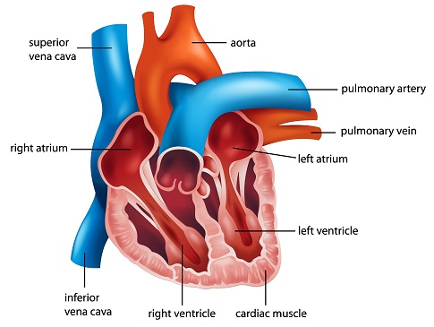 Anatomical location of the inferior vena cava (source)