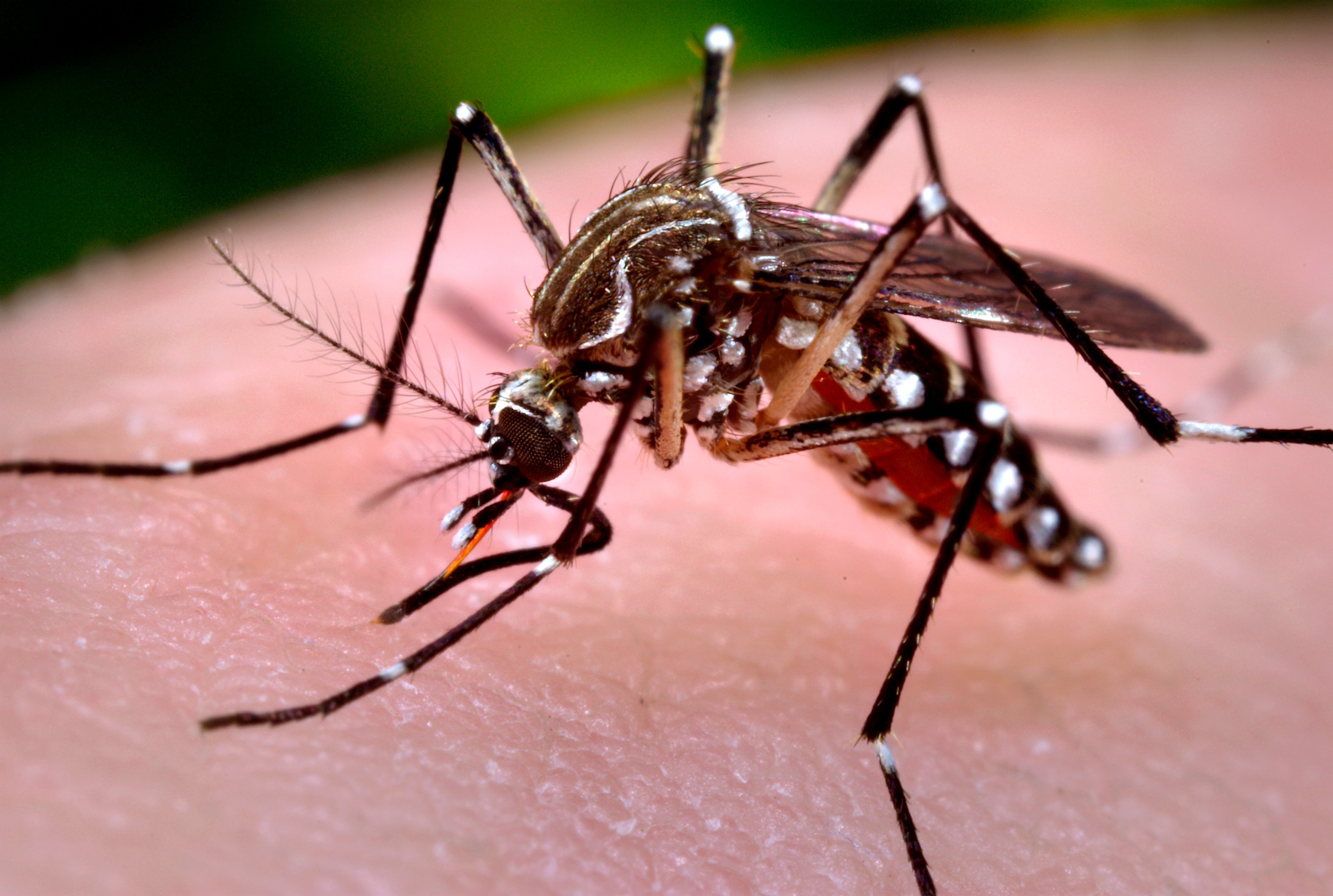 The West Nile virus is carried by mosquitos and transmitted by insect bites (source)