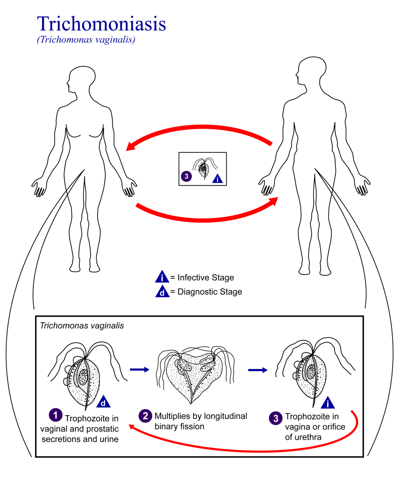 Life cycle of Trichomonas vaginalis (source)
