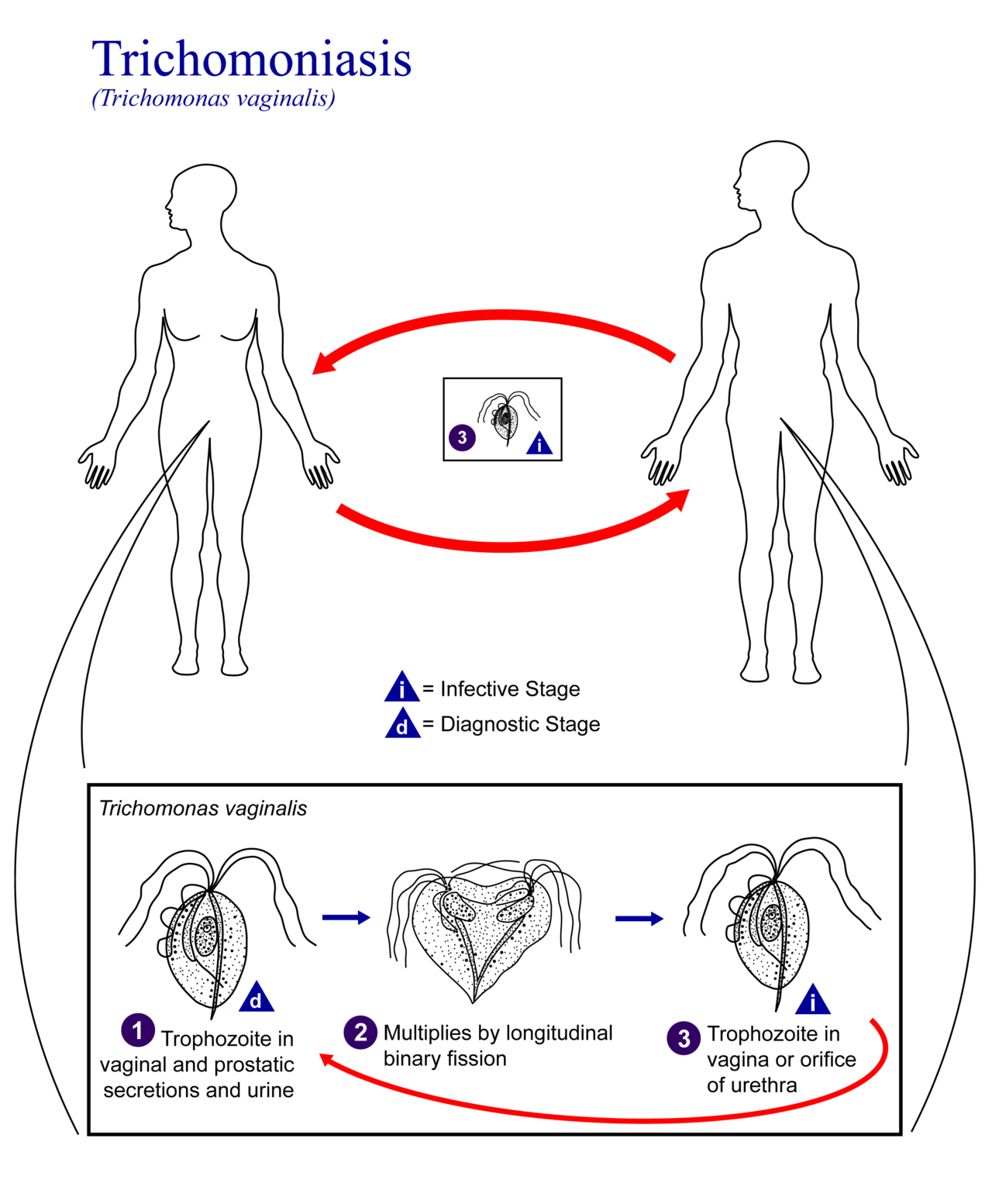 Trichomonas Vaginalis Stepwards