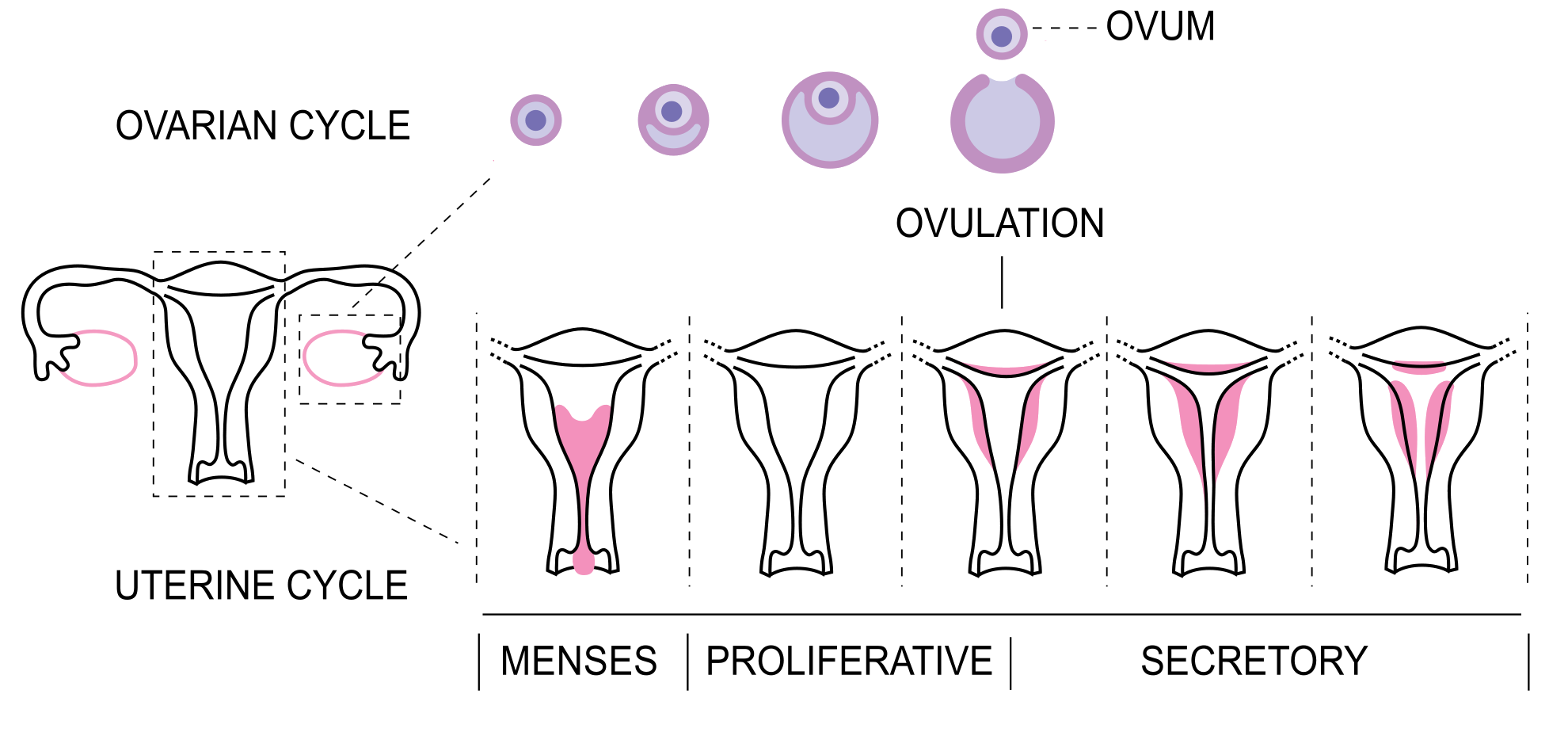 Changes in endometrium during the menstrual cycle. 