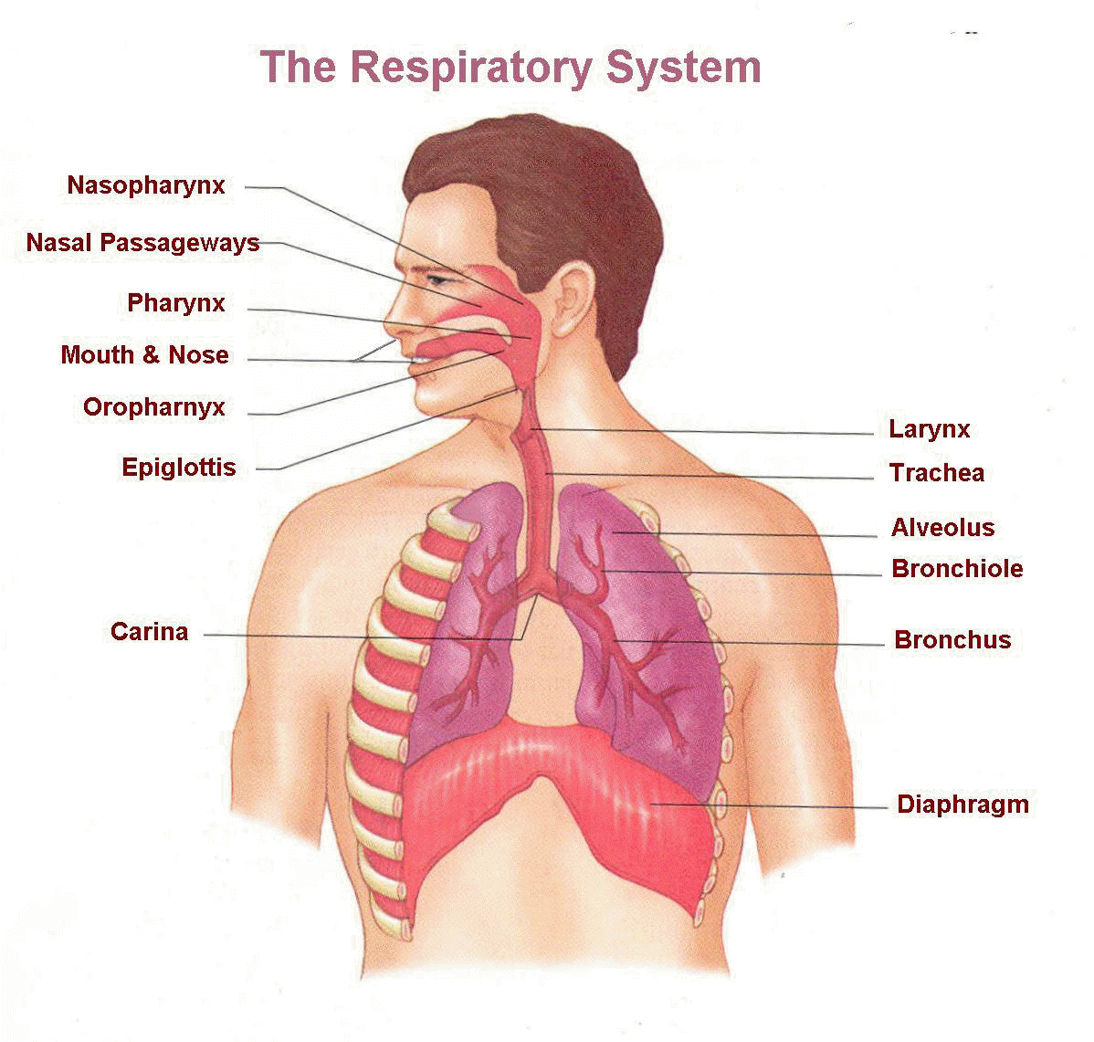 The respiratory system is a very important organ system to consider in patients with chest pain (source)