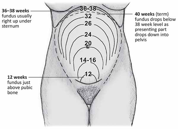 Anatomical landmarks that roughly correlate to gestation al age (source 