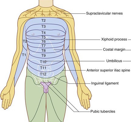 The dermatomes of the chest/abdomen follow a very clear pattern (source)