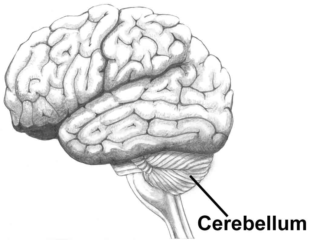 This page covers how the cerebellum will appear radiographically across imaging studies (source)