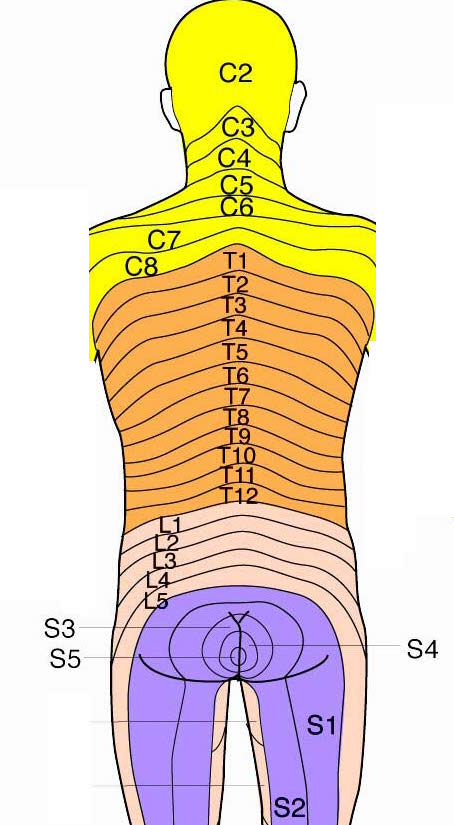 The dermatomes of the back follow a very clear pattern (source)