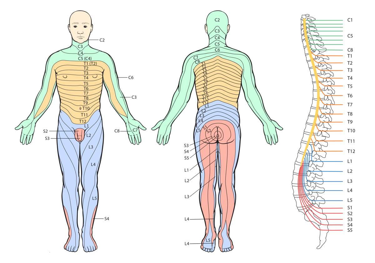 There are many different dermatomes in the body! This information can quickly become overwhelming to learners, so the rest of this page tries to parse out the dermatomes in a more digestible and clinically relevant manner (source). 