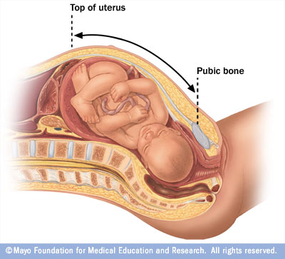 Diagram depicting how to measure fundal height (source)