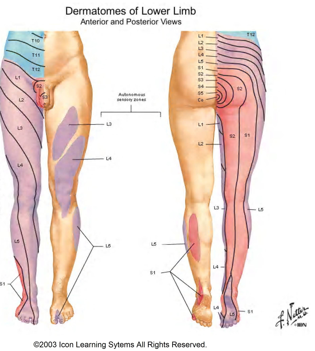 Starting at L1, we can appreciate that the spinal nerves progress down the front of the leg, and then back up the back of the leg to the saddle region (source).