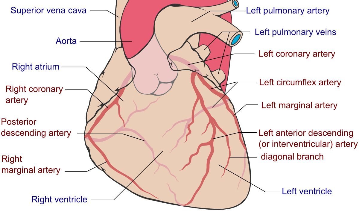 Anatomical location of the RCA (source)