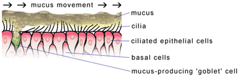 Cilia in the respiratory tract is responsible for mucus movement. When the cilia is dysfunctional and is unable to move/clear this mucus, the host becomes more susceptible to respiratory infections (source)
