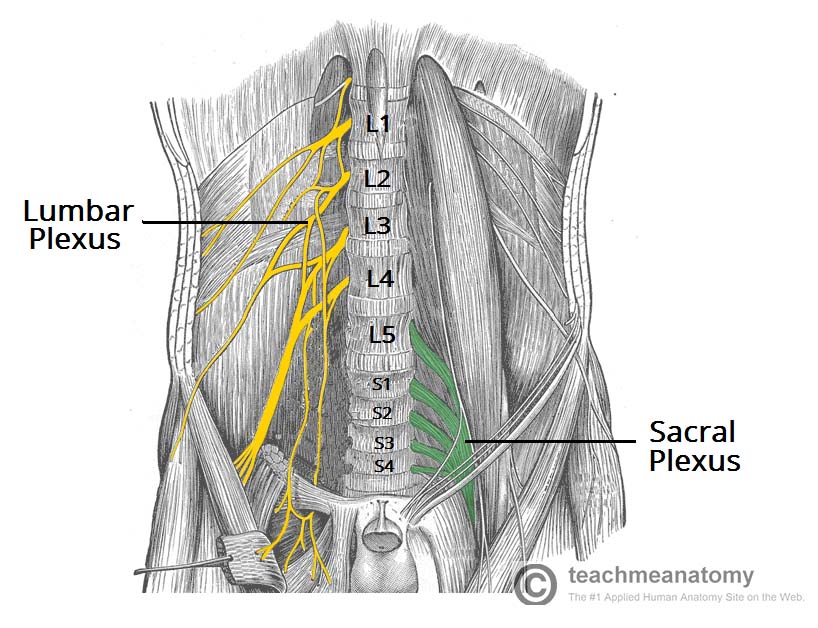 Sacral Plexus - Stepwards