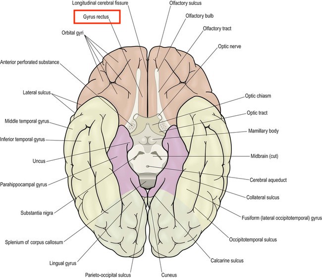 Radiological Anatomy Gyrus Rectus Stepwards