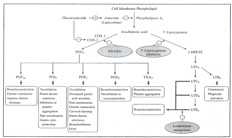 Prednisone Stepwards