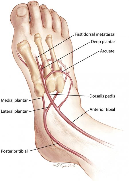 foot pulse