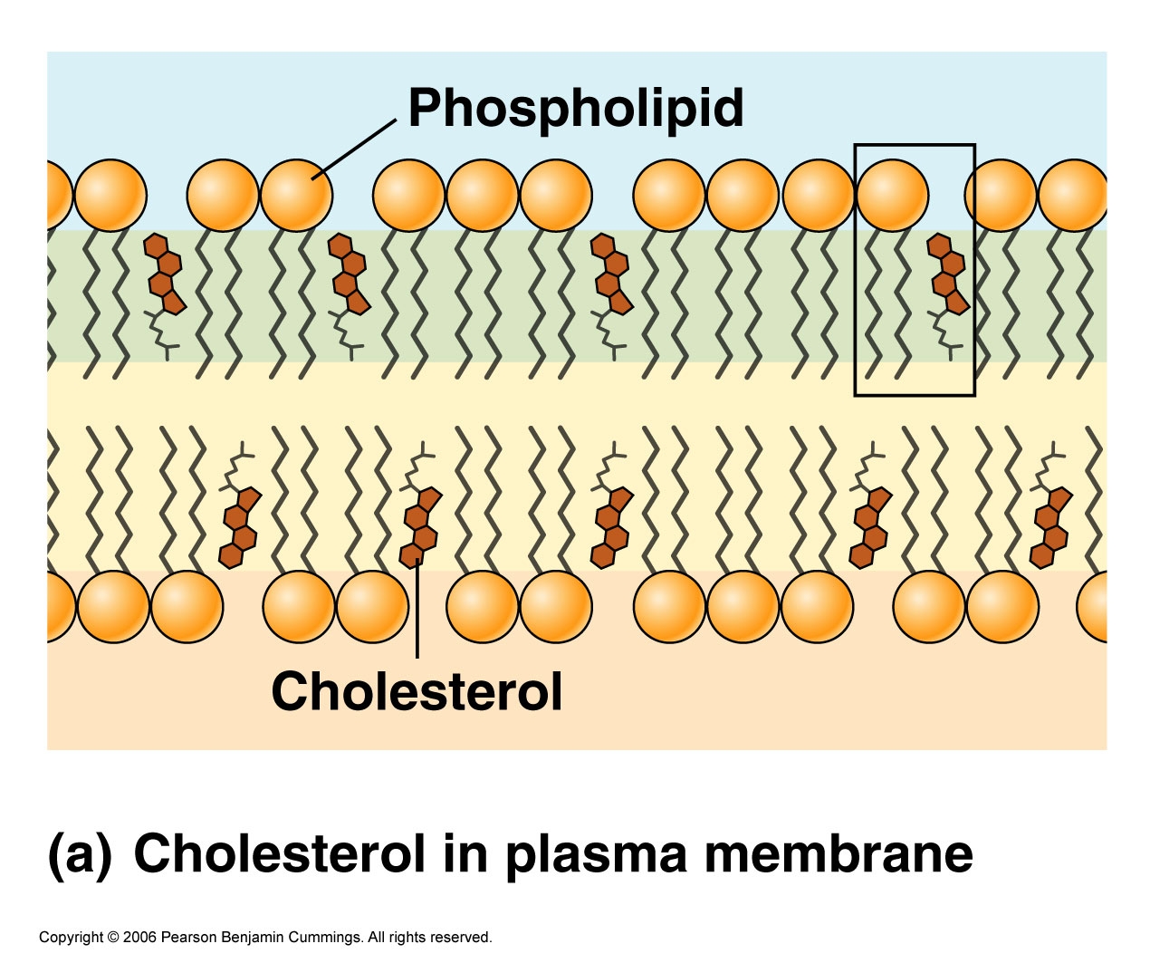 List 105+ Images where is cholesterol in the cell membrane Latest