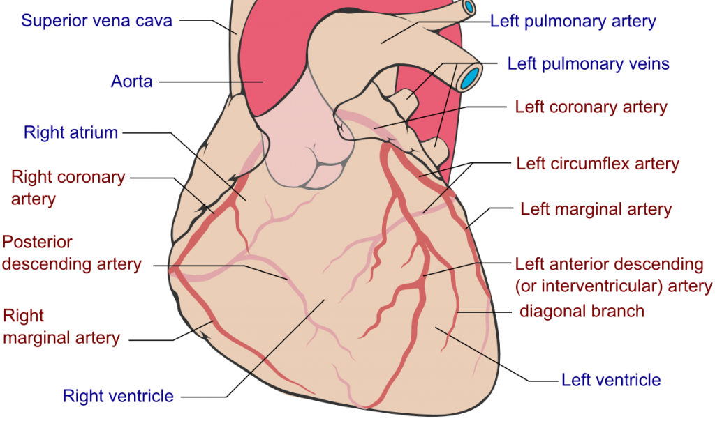Right coronary artery rca stepwards