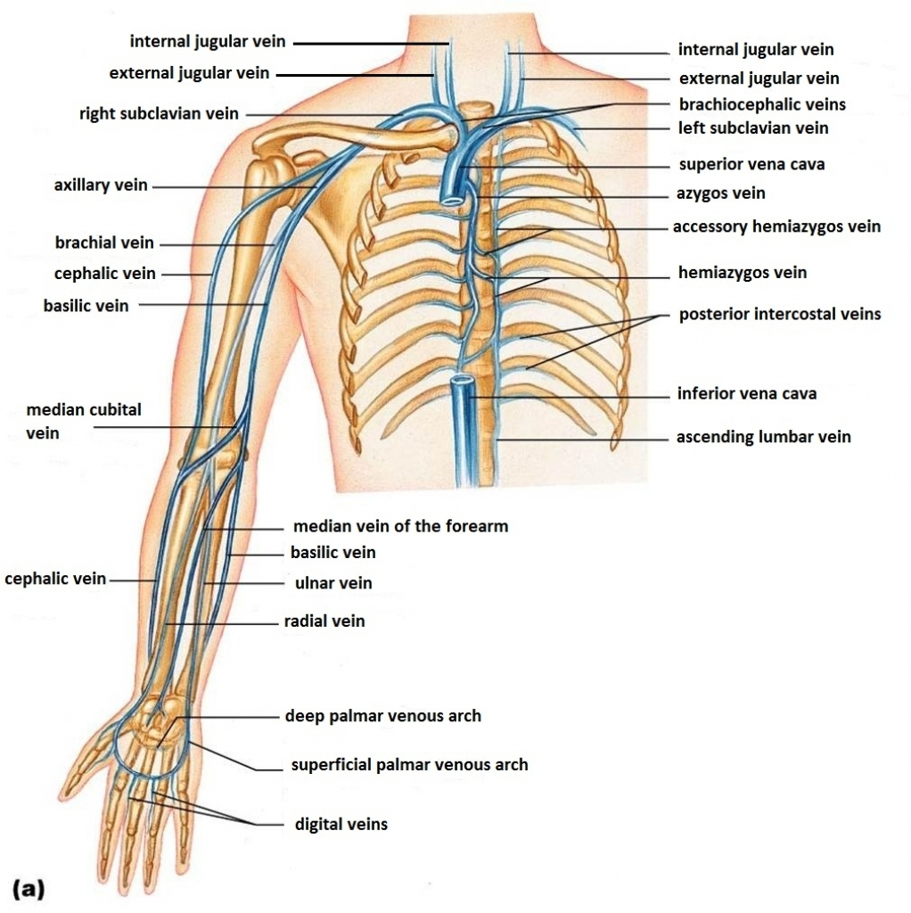 Basilic Vein And Brachial Artery At Winfred Gold Blog Basilic Vein And Brachial Artery At Winfred Gold Blog